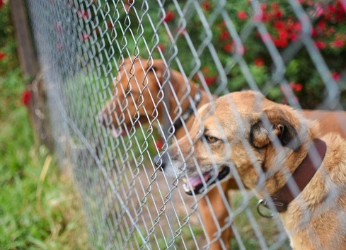image Two dogs standing behind a chain link fence in a backyard, highlighting a secure outdoor space for pets.