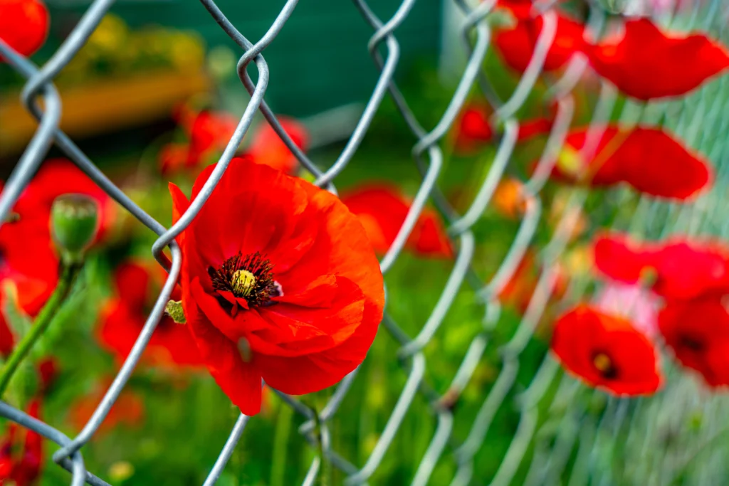 Peel Fence Is the Right Choice for Backyard Fencing