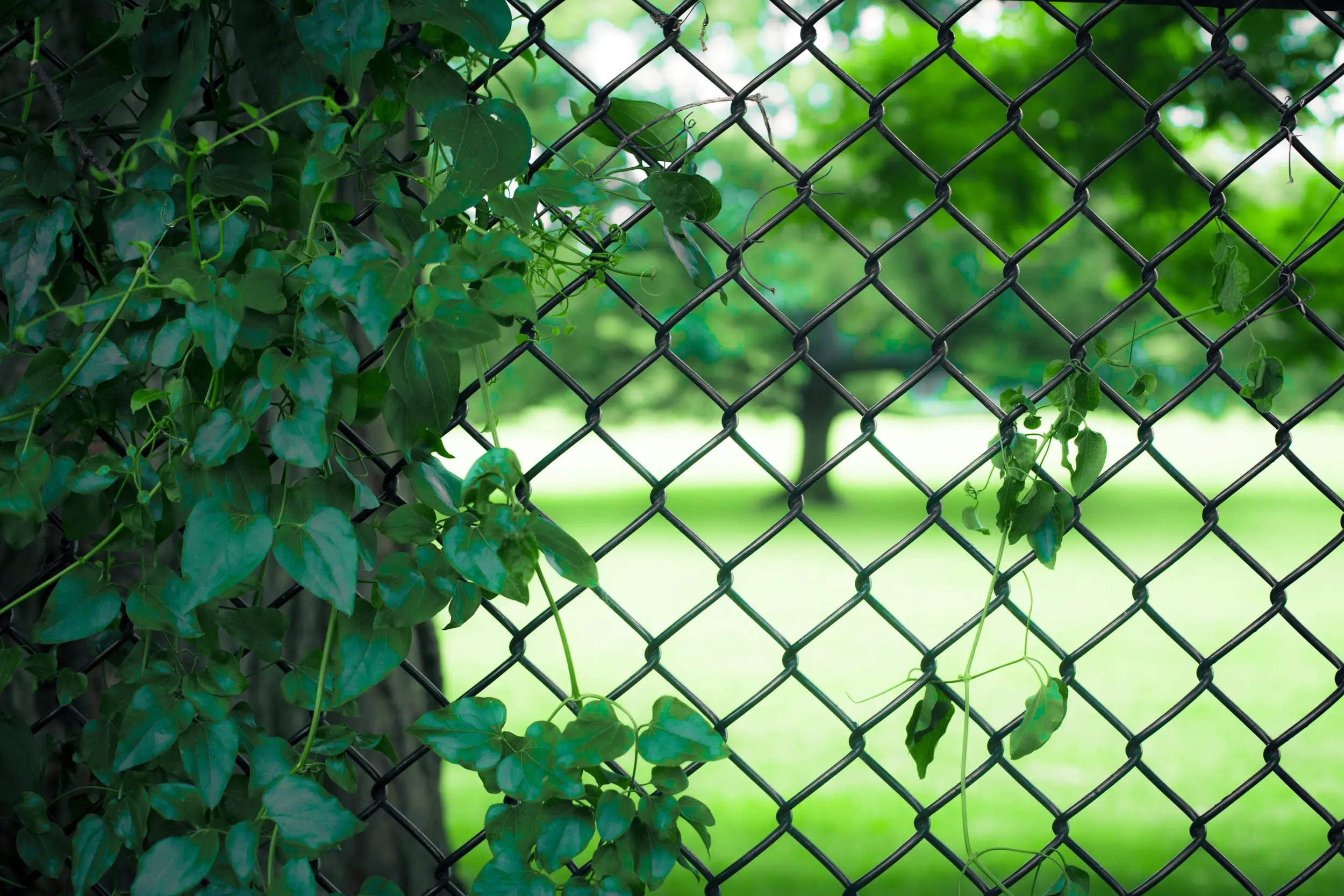 How Black Chain Link Fits Into Modern Backyard Design