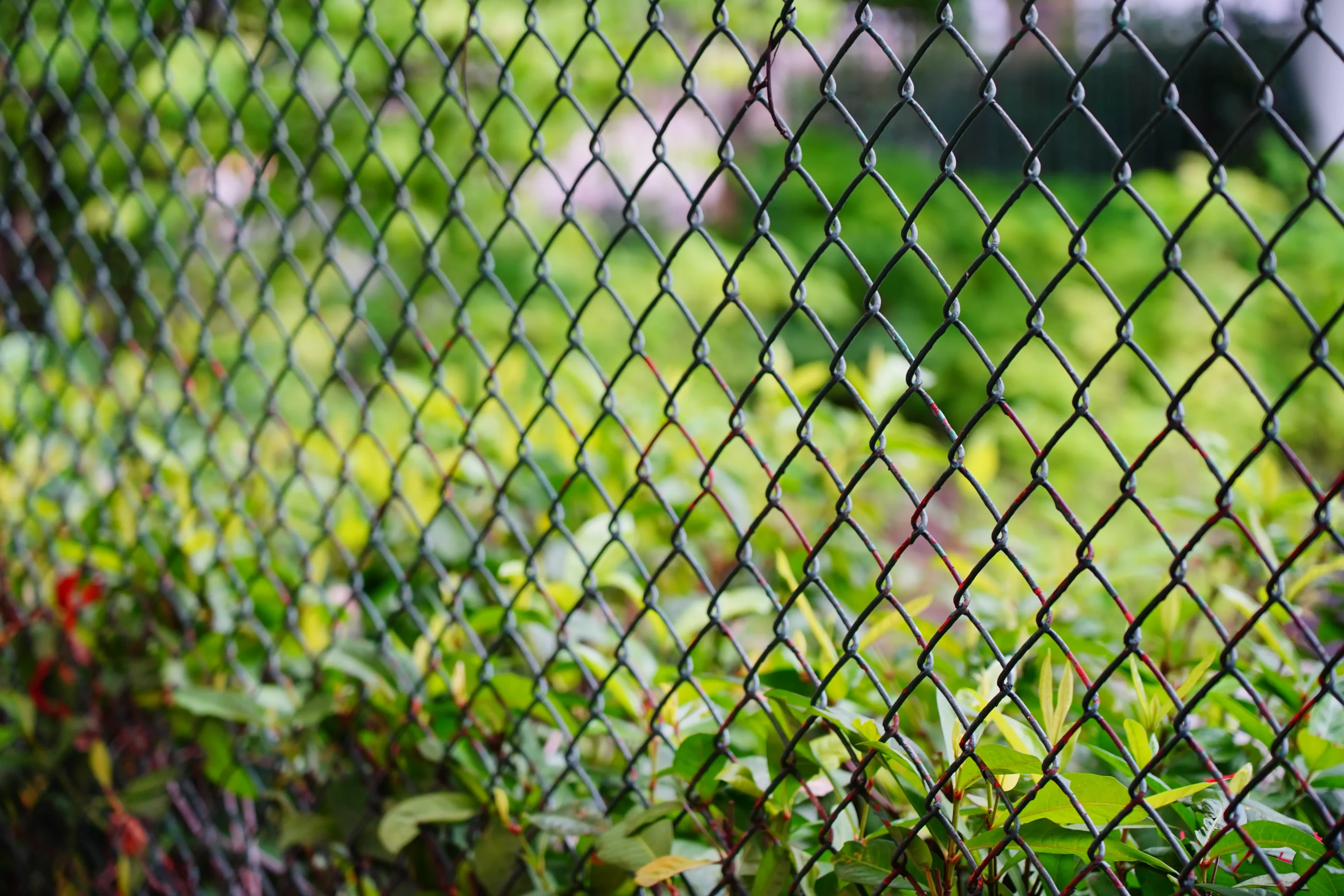 Privacy That Blends Naturally Into Your Yard
