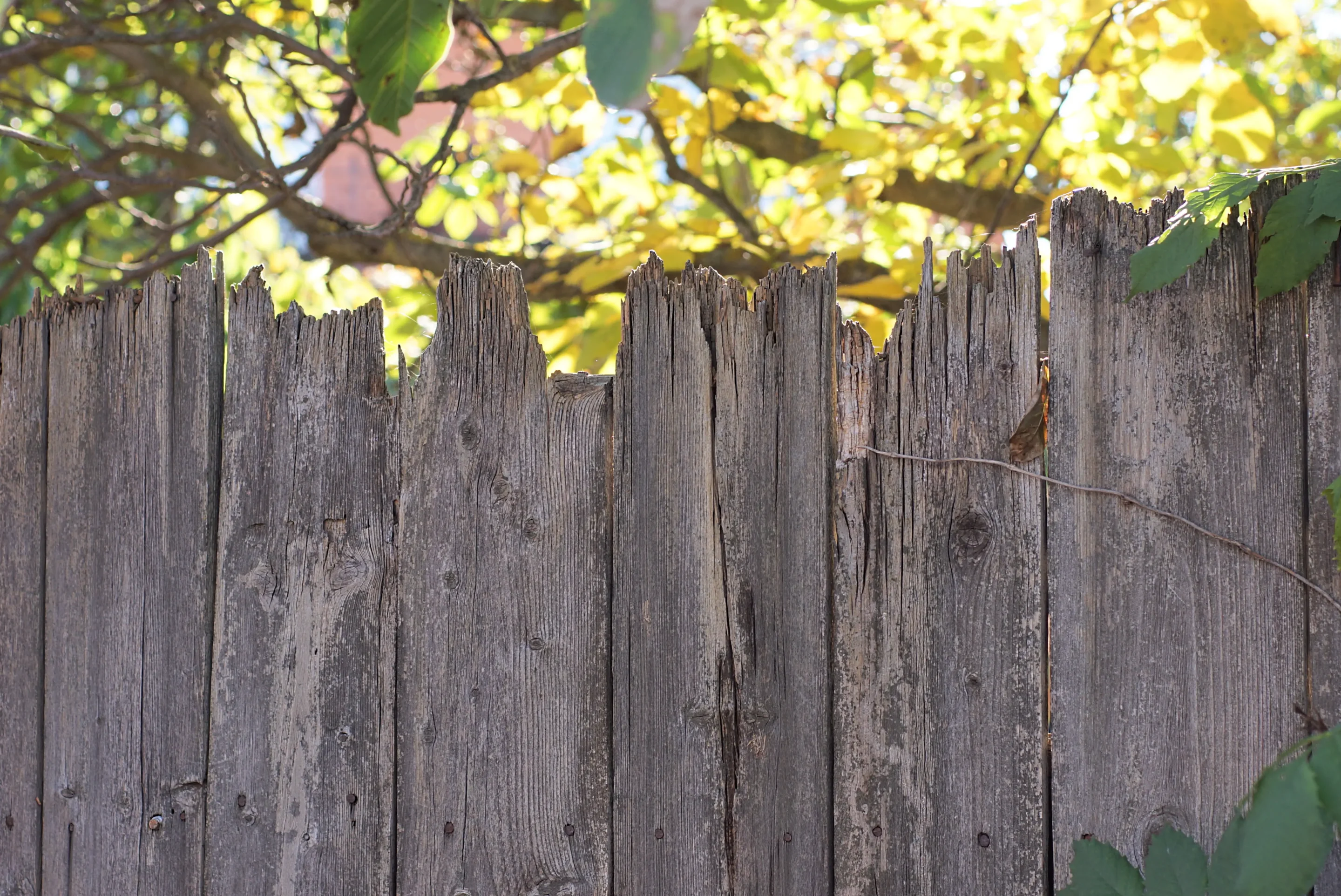 A weathered grey wooden fence with split, aging boards and vines growing over the top, showing a fence in need of replacement.