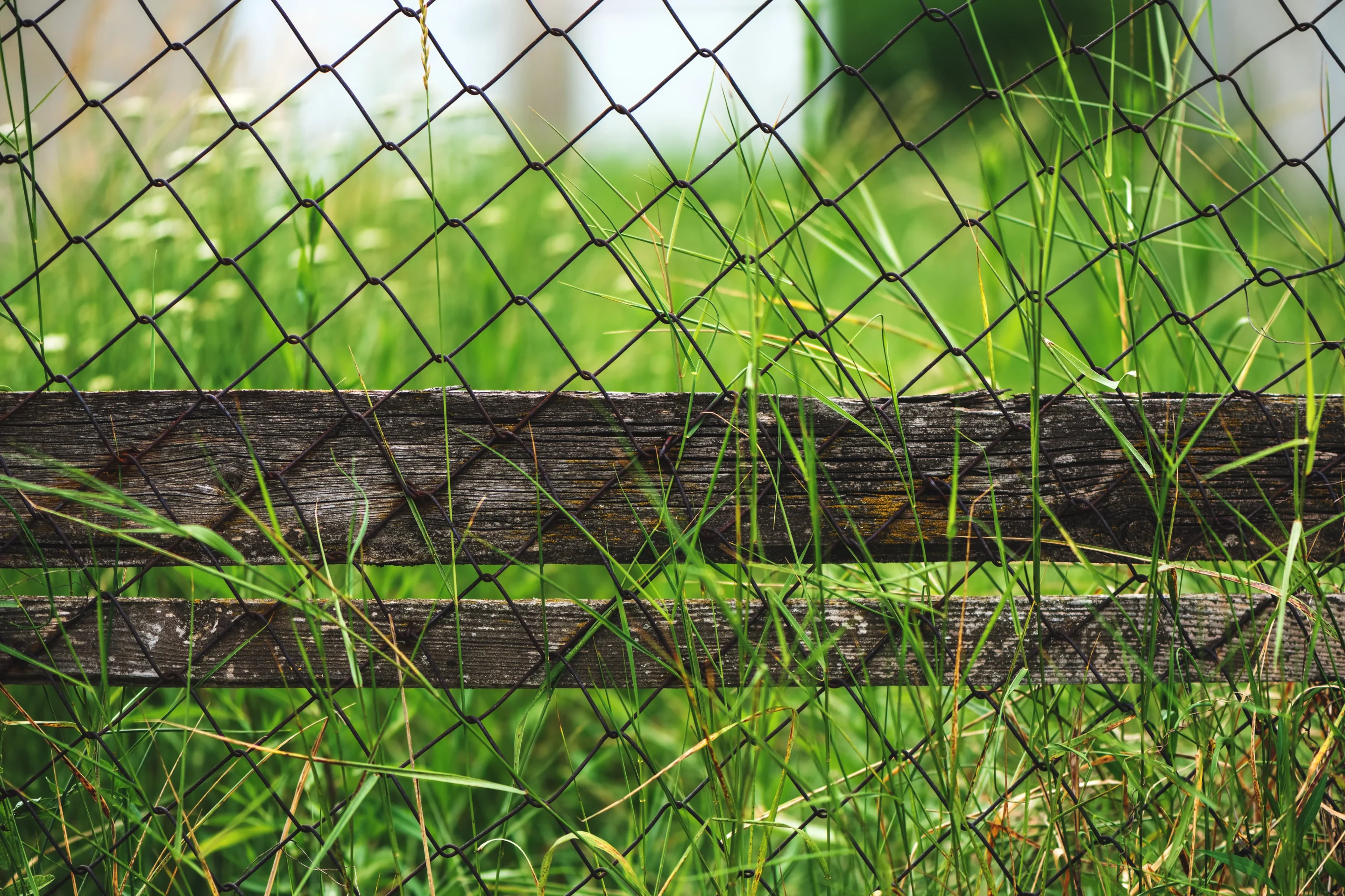 An old wooden fence with weathered, splitting rails set behind a chain link mesh fence, surrounded by tall green grass.