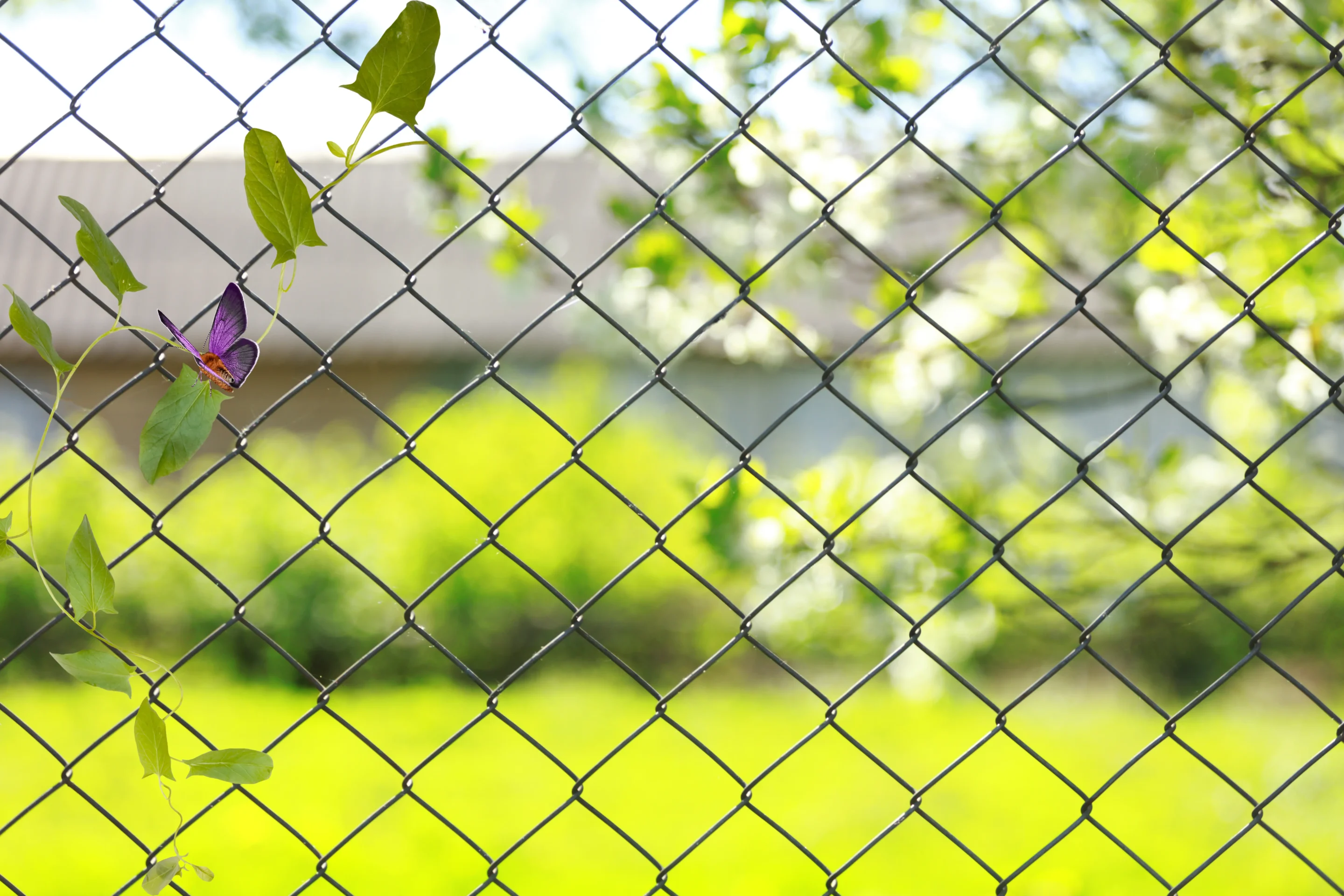 Why Black Chain Link Is a Smart Long-Term Investment