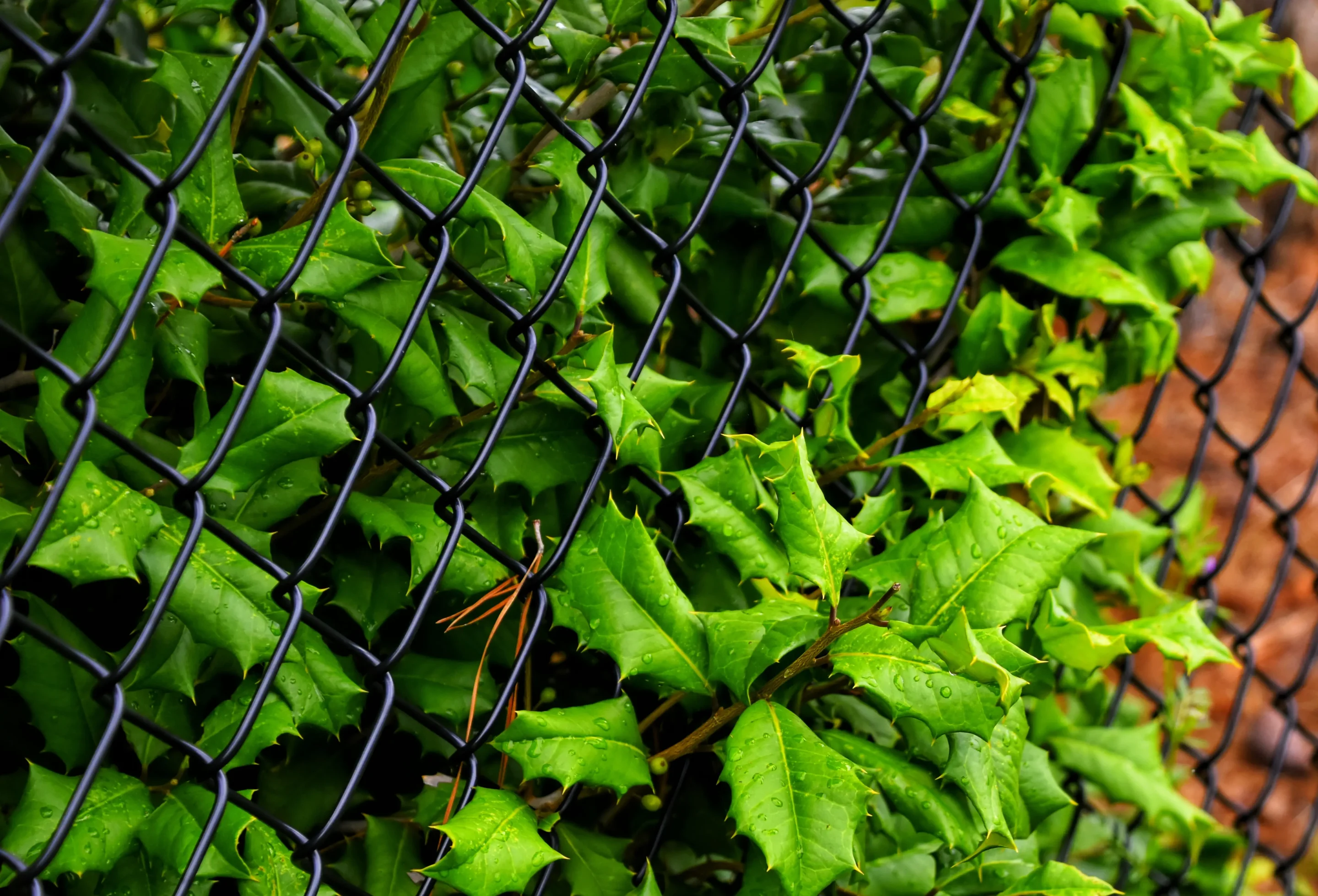 Dense green holly leaves growing through and over a black chain link fence to create a living privacy screen.
