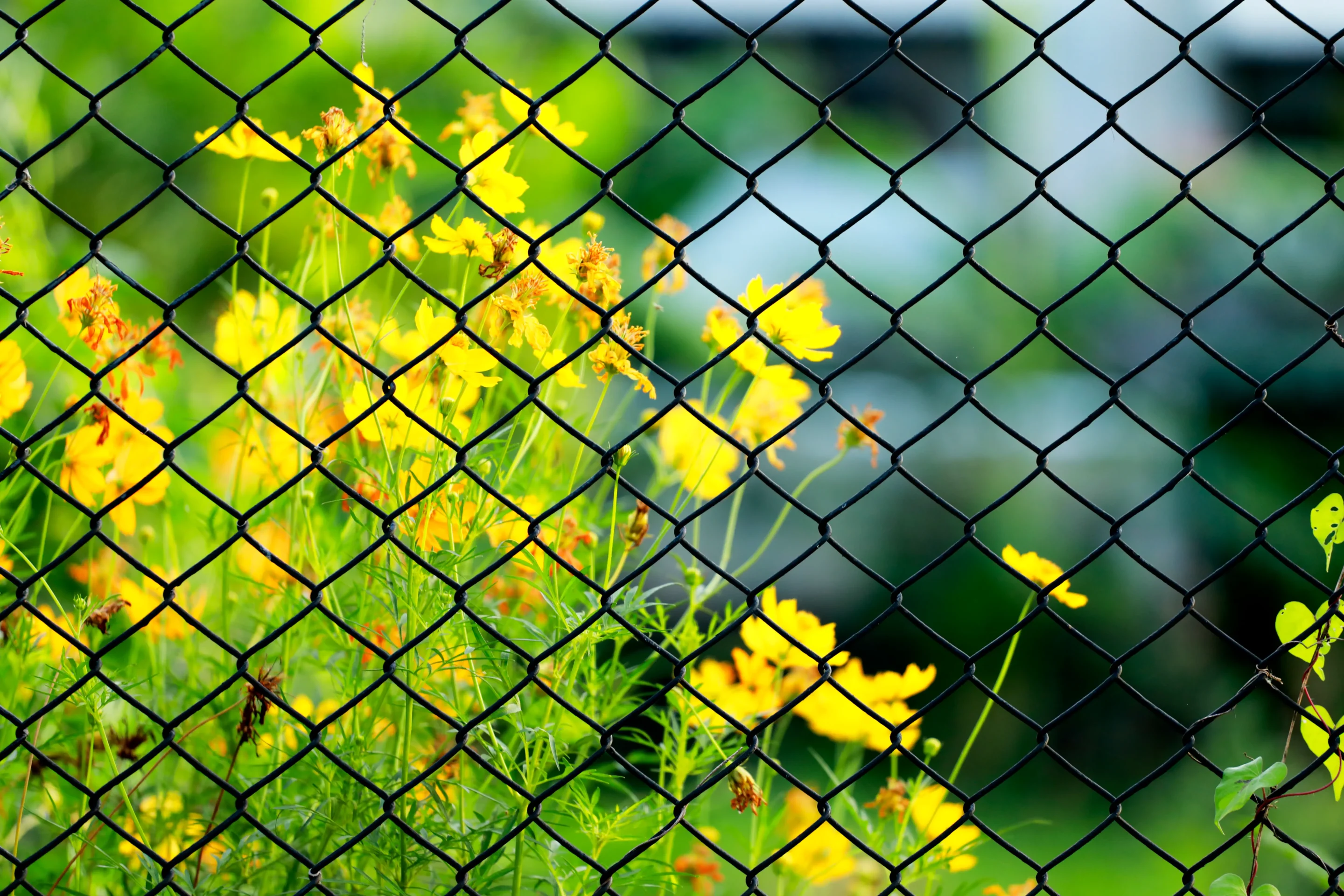 Using Plants to Create a Natural Privacy Fence